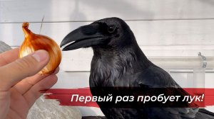 Самая большая игрушка для Гоши! Протестировали палатку и стрекоз в походе