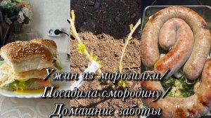 Ужин из морозилки/Посадила смородину/Домашние хлопоты