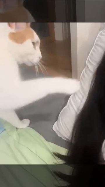Видео от Tom and Сats / Кот на карте