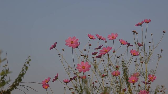 ЛУЧШИЕ АФФИРМАЦИИ ЛУИЗЫ ХЕЙ на Успех, Деньги, Здоровье, Любовь, Уверенность в себе