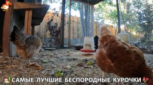Цыплята и Курочки селяночки лучшие беспородные несушки 🥚 (479)