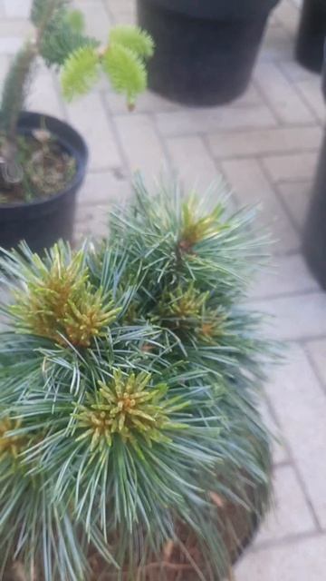 ❤🌲Сосна корейская Голден Ай
✔Продажа растений в макс и телеграм канале: https://t.me/love_is_hvoiny_