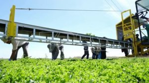 Уборка салата в Астраханской области