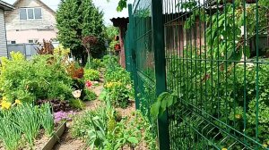 Всё идёт по плану. Подстригла спирею высадила можжевельник. Пропалываю траву  у себя и у соседей.