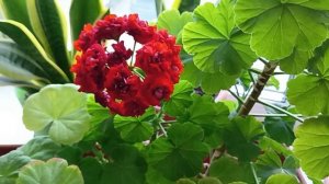 Почему желтеют листья на Пеларгонии???☘️🌺☘️
