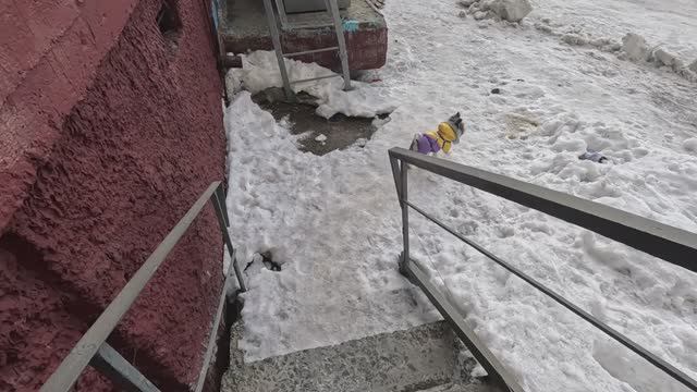 Вышли с Бадди погулять в мае в Норильске, погода для Норильска хорошая в 2026 !