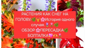 РАСТЕНИЯ КАК СНЕГ НА ГОЛОВУ.🌷💖 ОБЗОР.🌸 ПЕРЕСАДКА.🌿 БОЛТАЛКА.💖🌸