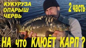 На что клюёт КАРП-КУКУРУЗА,ОПАРЫШ или ЧЕРВЬ-БЕШЕННЫЕ поклевки КАРПА!