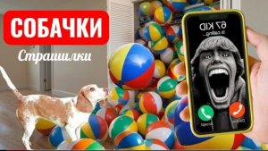 Собака получила самый большой сюрприз в виде пляжного мяча! Собачки страшилки.