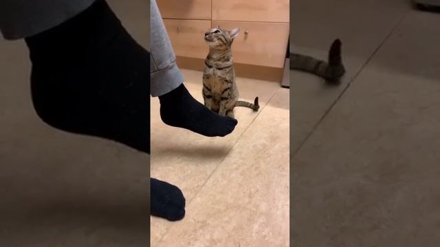 Прикольные котики