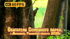 Обитатели Семейного парка (Птицы, насекомые) - город Михайлов Рязанская область - 4К