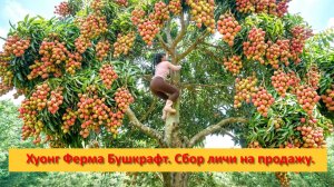 Хуонг Ферма Бушкрафт. Вьетнам. Собираем личи на продажу.