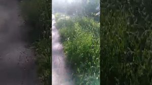 вечерний стрим