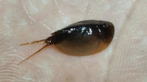Вечерняя прогулка. Щитень Весенний (Lepidurus apus) и ночная живность весной
