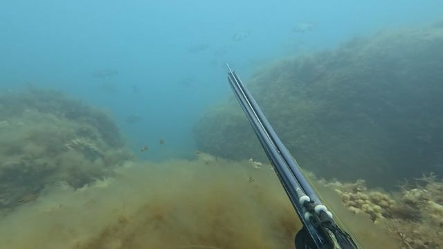 Севастополь Подводная Охота на горбыля