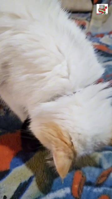 Спокойной ночи 🌜😻❤️😻🐈🐈🐈🐈😻✨️ #котята
