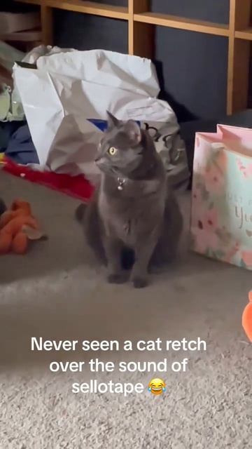 Смешные котики🤣