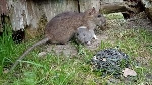 Видео для Кошек с Мышками
