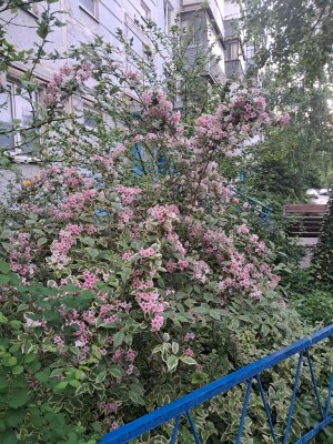 Мой вечер Трансляция 🌼