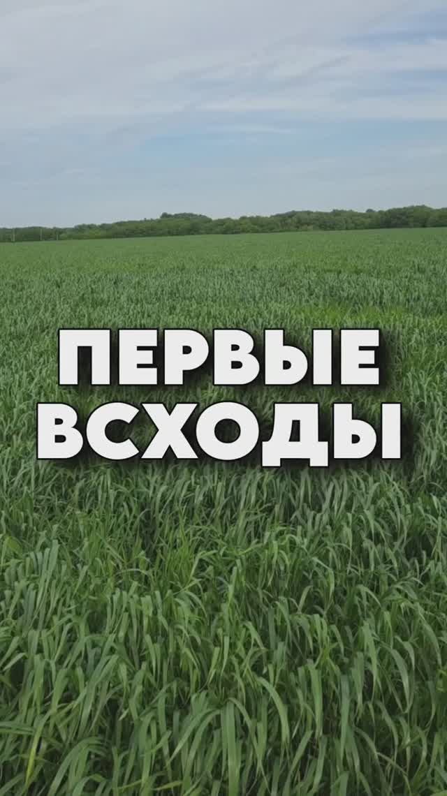 первые всходы подсолнечника, а также показываем спельту после зимовки! #AUM #YogaFerma #поле #фермер