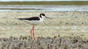 Ходулочник ( Himantopus himantopus )