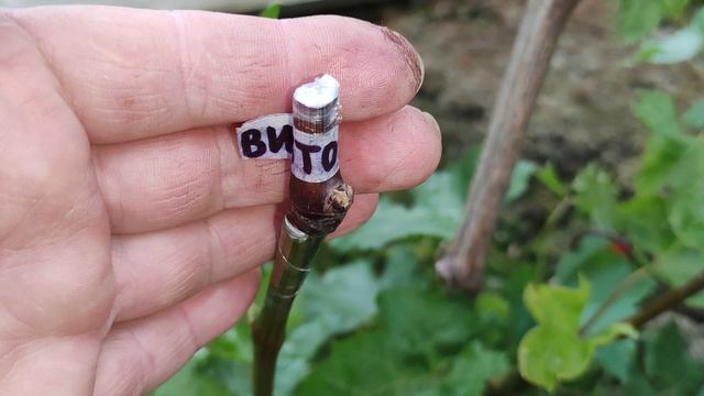 ПРИВИВКИ 2026 ЧАСТЬ 11.🍇🍇🍇 Telegram, WhatsApp, Vlber и MAX +79528500417. ТЕЛ. +79054033245.