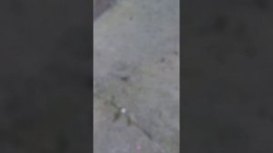 7ч по домофонам