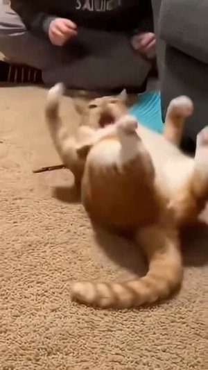 Пугливые котики😱