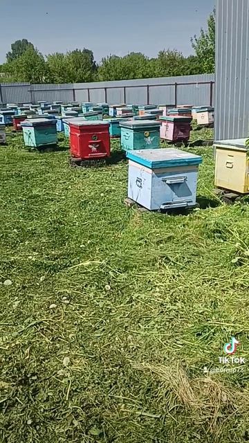 🐝🐝🐝🐝🐝♥️ смотреть онлайн