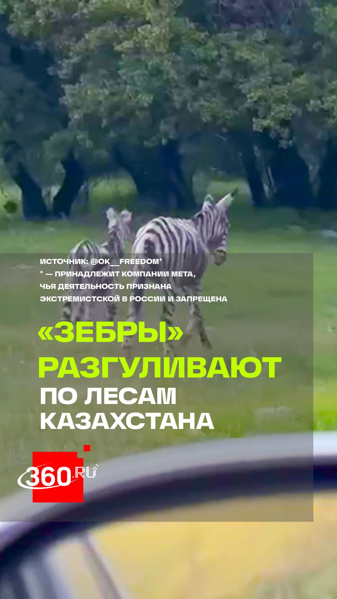 Полосатая сенсация: как ослы под видом зебр рассмешили весь Казахстан