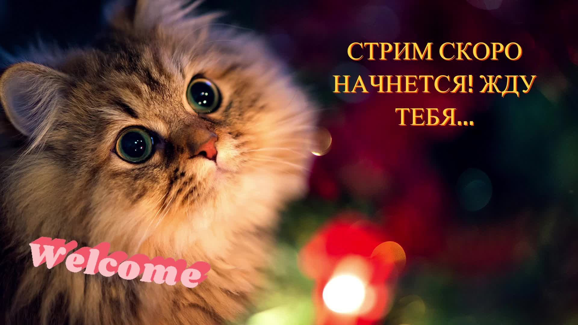 LIVE: Annamuuur смотреть онлайн