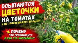 ОПАДАЕТ ЗАВЯЗЬ НА ТОМАТАХ? КАК ЭТОГО ИЗБЕЖАТЬ-100% РЕЗУЛЬТАТ!