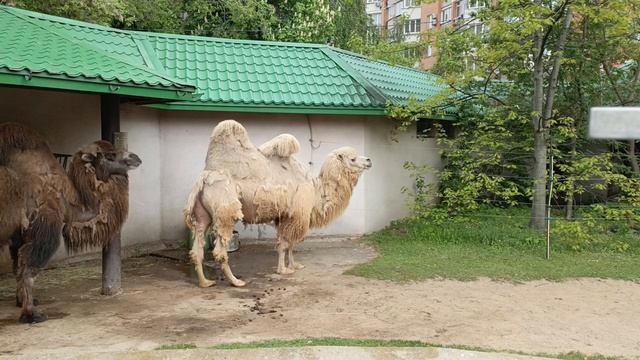 Верблюды смотреть онлайн