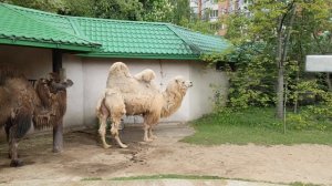 Верблюды