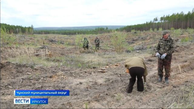 8 тысяч саженцев сосны высадили в память о героях ВОВ в Чунском муниципальном округе