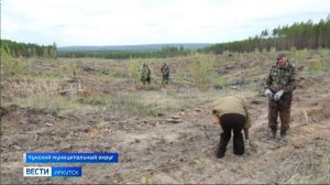 8 тысяч саженцев сосны высадили в память о героях ВОВ в Чунском муниципальном округе