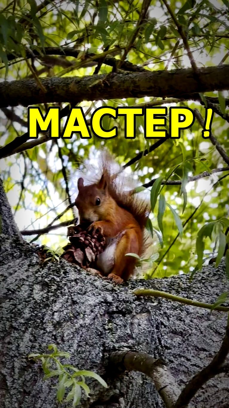 ТЫ НЕ ТЫ, КОГДА ГОЛОДЕН: ЛЕСНАЯ ВЕРСИЯ! 🐿️ смотреть онлайн