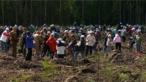 Десятки тысяч сосен высадили в Ленобласти. Кто спасает леса России?