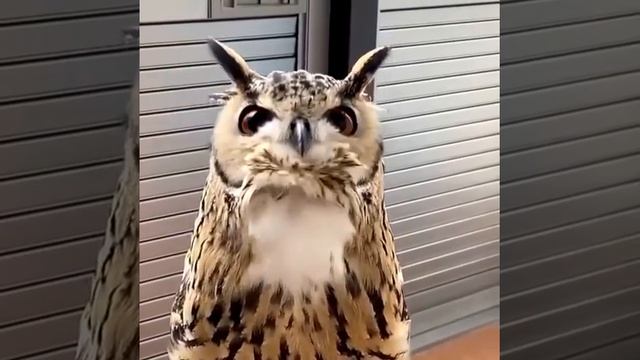 9fe4f8d729380701e8016f87069c35cf_399826_1747980927.mp4