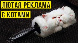Лютая реклама с котами)) Приколы с котами
