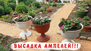 Высаживаю ампельные катарантусы выращенные из семян и черенков! Катарантусы медитерраниан! Смесь