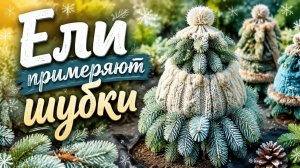 Ели примеряют шубки