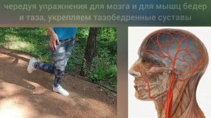 Стимулируя мозжечок и моторную кору мозга, укрепляем тазобедренные суставы. Упражнения