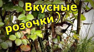ГДЕ ОБЕДАЛ ВОРОБЕЙ? ГОРОДСКИЕ ЗВУКИ. МОСКВА. МАЙ 2026.
