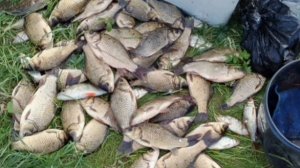 Сегодня порыбачил на фидерное удилище🎣 Прикормка Стерля (Чеснок). Наживка навозный червь, опарыш.