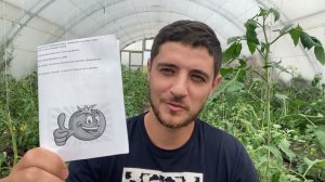 Подкормки томата от А до Я. Дарю вам свою схему подкормок на весь сезон!