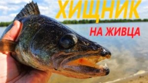 Судак на живца. Уловистая снасть на хищную рыбу