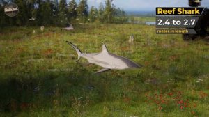 Если бы рыбы могли летать в лесу, то сравнение размеров морских чудовищ в лесу.