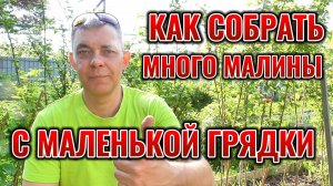 Малина будет ломится от ягод - простой способ вырастить максимум ягоды МАЛИНЫ на минимальной площади