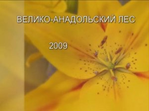 Г В-А ЛЕС ю.семья.
